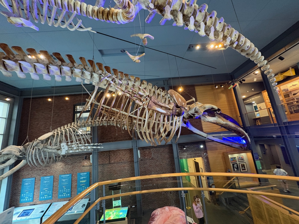 A whale skeleton at the New Bedford Whaling Museum